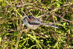 Long-tailed tit Wallpaper