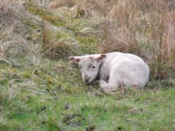 Where is my mum Wallpaper