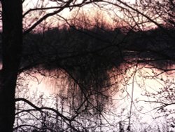 Reflected reeds