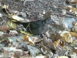 Blackbird in the park