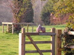 A peck on the cheek Wallpaper