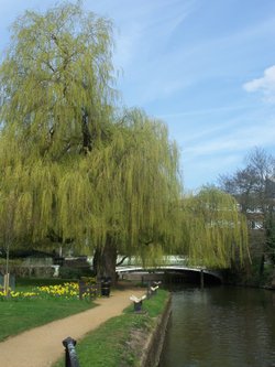 The Guildford Wey