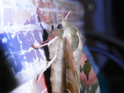 A welcome visitor Wallpaper