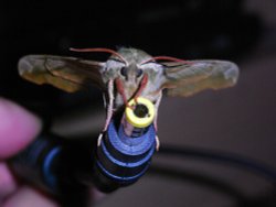 Wired for sound ! lol Wallpaper