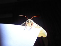 Hello there ! Wallpaper