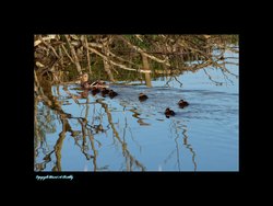 Ducklings at Hornsea Mere Wallpaper