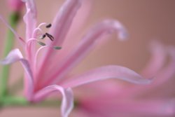 Nerime growing at Botanic Gardens, Cottingham Wallpaper