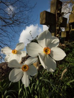 Narcissi in the Churchyard of St Peter's, Stoke Lyne, Oxfordshire.