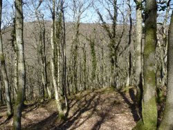 Quantock Hills Wallpaper