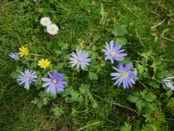 Flowers in the Churchyard Wallpaper