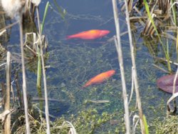 I am sure it's this way Wallpaper