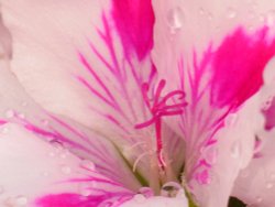 In my garden Wallpaper