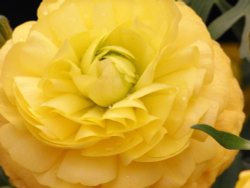 Mellow yellow Wallpaper