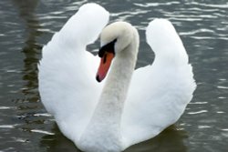 I'm not vain, but look at me Wallpaper