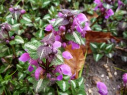 Flowers by the Church gate Wallpaper