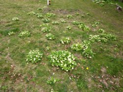 A few of the clumps of primroses in the Churchyard Wallpaper