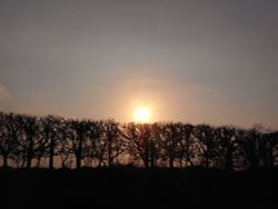 Sunset over the hedgerow Wallpaper