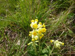 Cowslips growing in a field Wallpaper