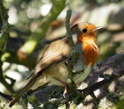 Eastcote village, Robin Wallpaper