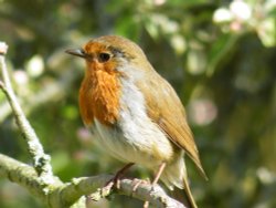 Eastcote village, Robin Wallpaper