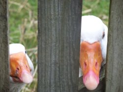 Peeking Geese Wallpaper