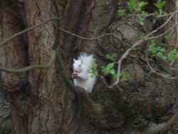 Albi , the Dorking squirrel Wallpaper