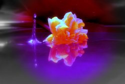 Daffodill in water Wallpaper