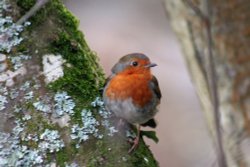 Robin at Stover Park Wallpaper