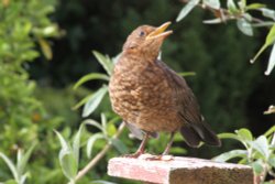 Feeding time Wallpaper