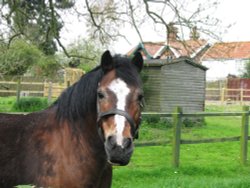 A friendly Horse Wallpaper