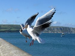 Seagulls in discussion Wallpaper