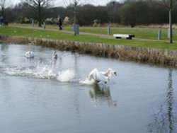 Whoops, another dodgy landing Wallpaper