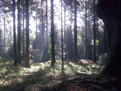 Filtered trees Wallpaper