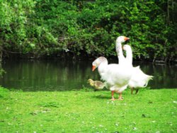 A Pond near the Church Wallpaper