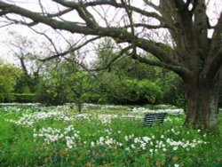 White Daffodils Wallpaper