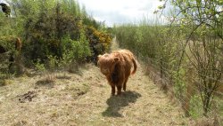 Highland cattle Wallpaper