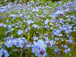 Forget-me-not Wallpaper