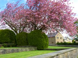 Cherry Blossom Wallpaper