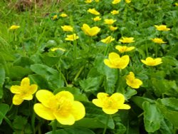 Marsh Marigold Wallpaper