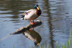 Mallard Duck Wallpaper