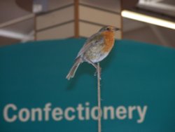 Robin with a sweet tooth!!! Wallpaper