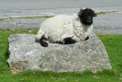 Rock solid sheep
