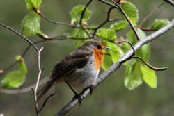 Stover Park Wallpaper