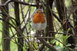 Stover Park Wallpaper