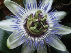 Passion Flower Wallpaper