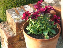 Potty Trained Wallpaper