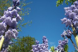 Kent in bloom Wallpaper