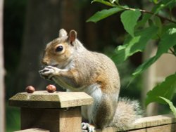 Nuts about you Wallpaper