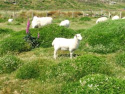 All ye like sheep Wallpaper