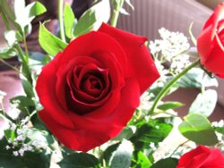 An English Rose Wallpaper